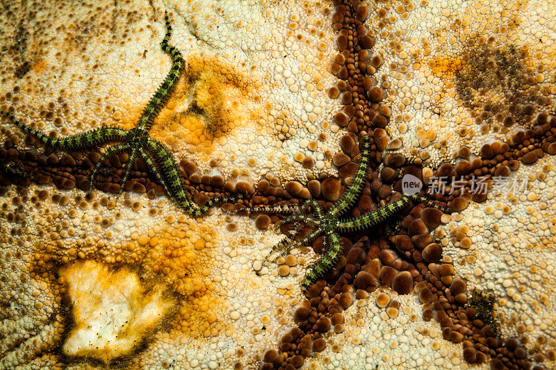 Savigny's Brittle Stars at腹侧的针垫海星，Alor，印度尼西亚